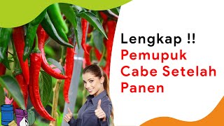 Pemupukan Cabe Setelah Panen, Agar Kembali Produktif Lagi