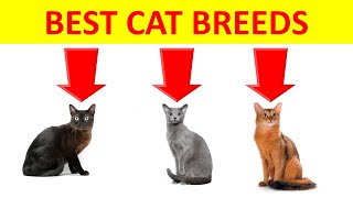 The 10 Best Cat Breeds for First-Time Owners to Consider by CatTube 94 views 1 year ago 7 minutes, 5 seconds