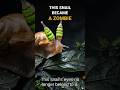 This Snail Became a Zombie