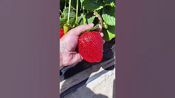 Самая большая клубника 🍓