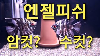 엔젤피쉬 암수구별 방법