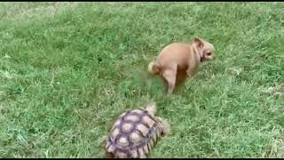 Tortoise Is Chasing The Bull Dog #Shorts by Maricar MN Vlog 35 views 2 years ago 17 seconds