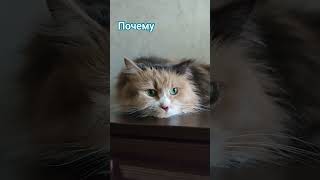 Почему #cat #котики #видосыоткота #юмор #кот #мем #красиваякошка #милыекоты #смешныекоты #почему