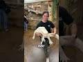 5 Animals That Keep Growing Their Entire Lives… With No Size Limit