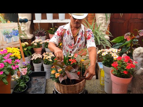 ปลูกต้นไม้ดอกไม้ ลงกระเช้า ไปได้ทุกงาน flowers basket