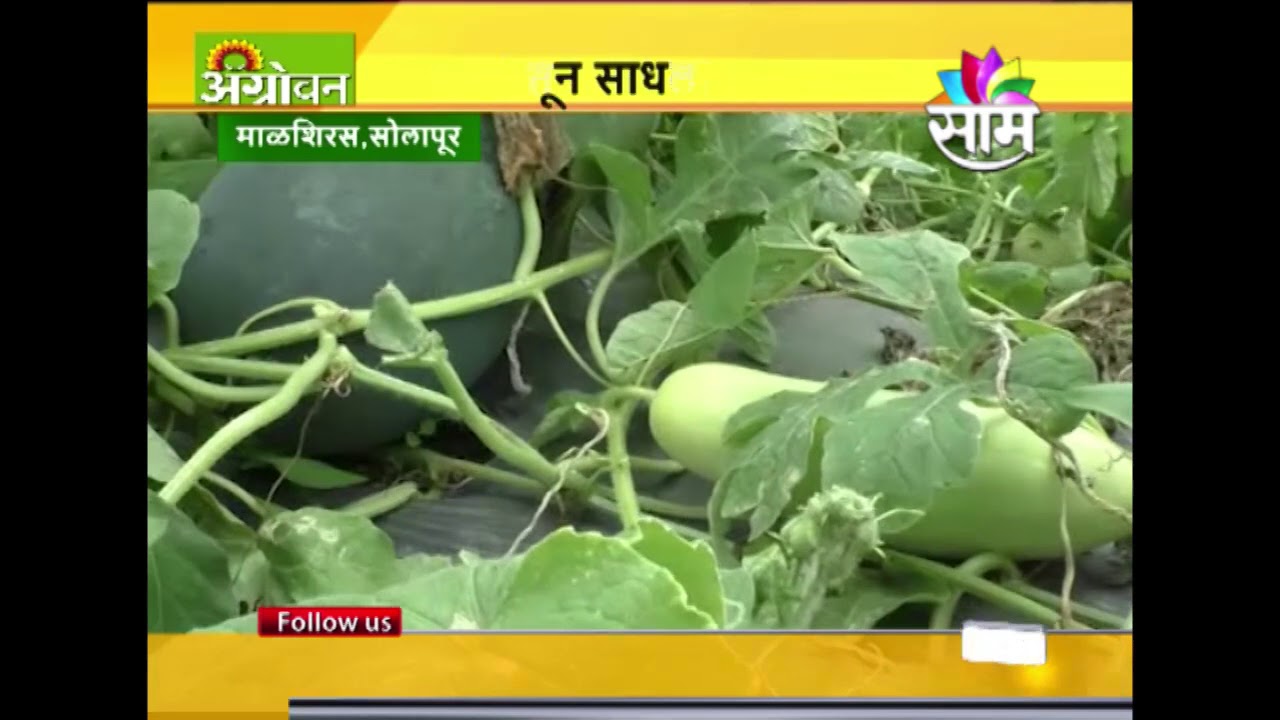 Ujjwala Magar's mix farming success story