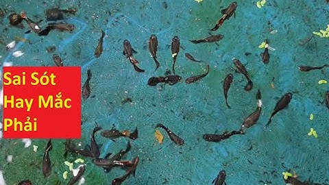 Những Sai Lầm Hay Mắc Khi Mới Nuôi Cá 7 Màu