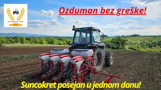 Suncokret posejan u jednom danu! | Ozduman BEZ GREŠKE!