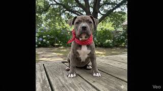 Pibble At The Park (122125A)