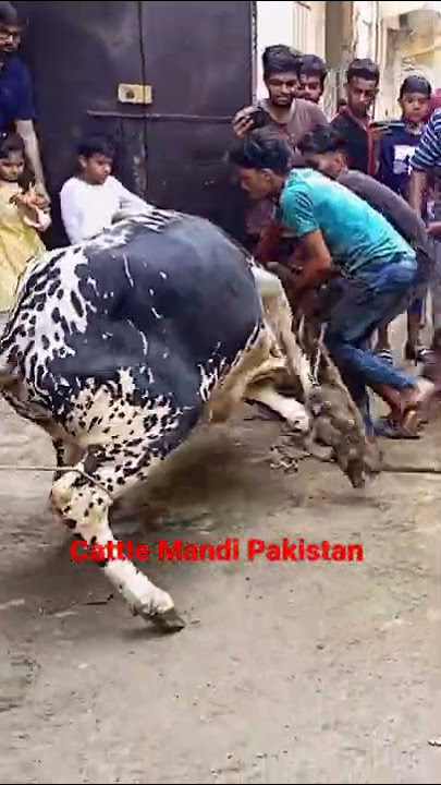 Anari Qasai 😡😡| Qurbani 2022 | Cattle Mandi Pakistan