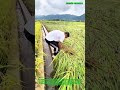The Reality of Farming,Saving Fallen Rice Crops : He Pain Behind Every Grain of Rice We Eat