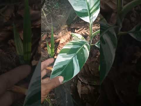 #Shorts Varigata Musae #varigata #Musae #ae ae