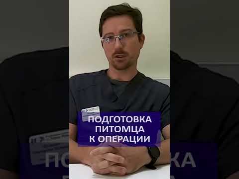 Советы ветеринара: Как подготовить питомца к операции
