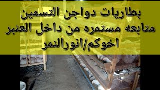 بطاريات دواجن التسمين