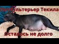 Питбультерьер Текила! Осталось совсем немного!!!