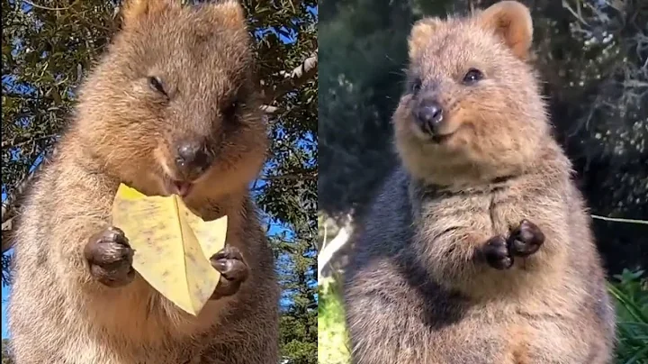The Adorable Quokka: Earth’s Happiest Animal! 😄 | Cute Animal Wonders