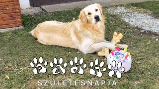 Pajti, A Den Retriever - 14. Rész Pajti Születésnapja