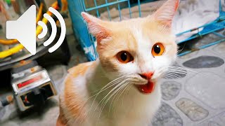 FEMALE CAT MEOWING - PRANK YOUR PETS by My Kitty Story 4,398 views 9 months ago 2 minutes, 56 seconds