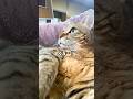 さすが元野良猫！猫が見るテレビを見せたら…汗 #元野良猫 #甘えん坊 #猫のいる暮らし