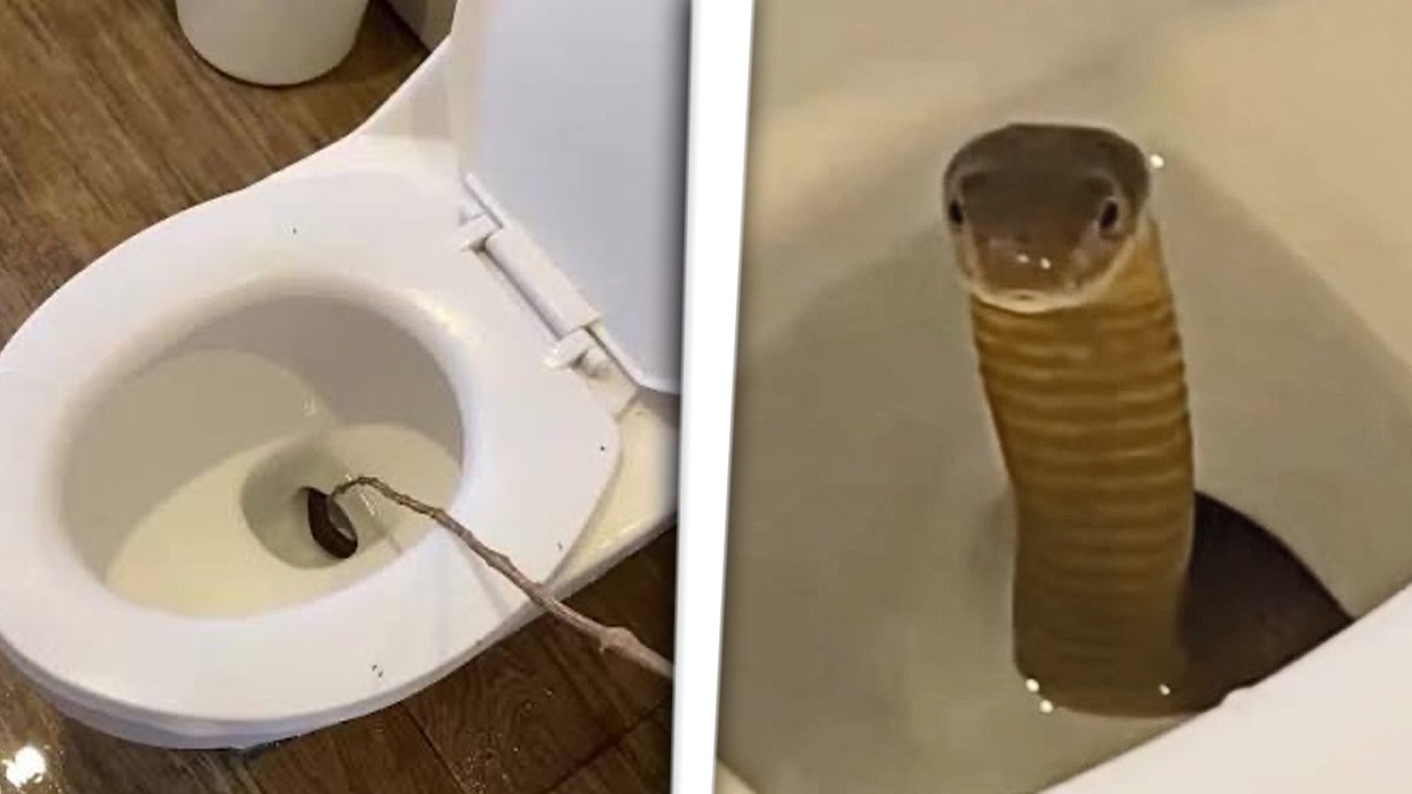 TERROR en el baño: aparece una KING COBRA cuando iba a usar el WC