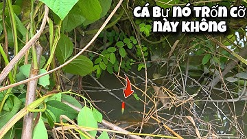 Tập 169 - Câu Cá Rô Đồng Mùa Nước Nổi Cá Vừa Bự Vừa Ú Thấy Ham