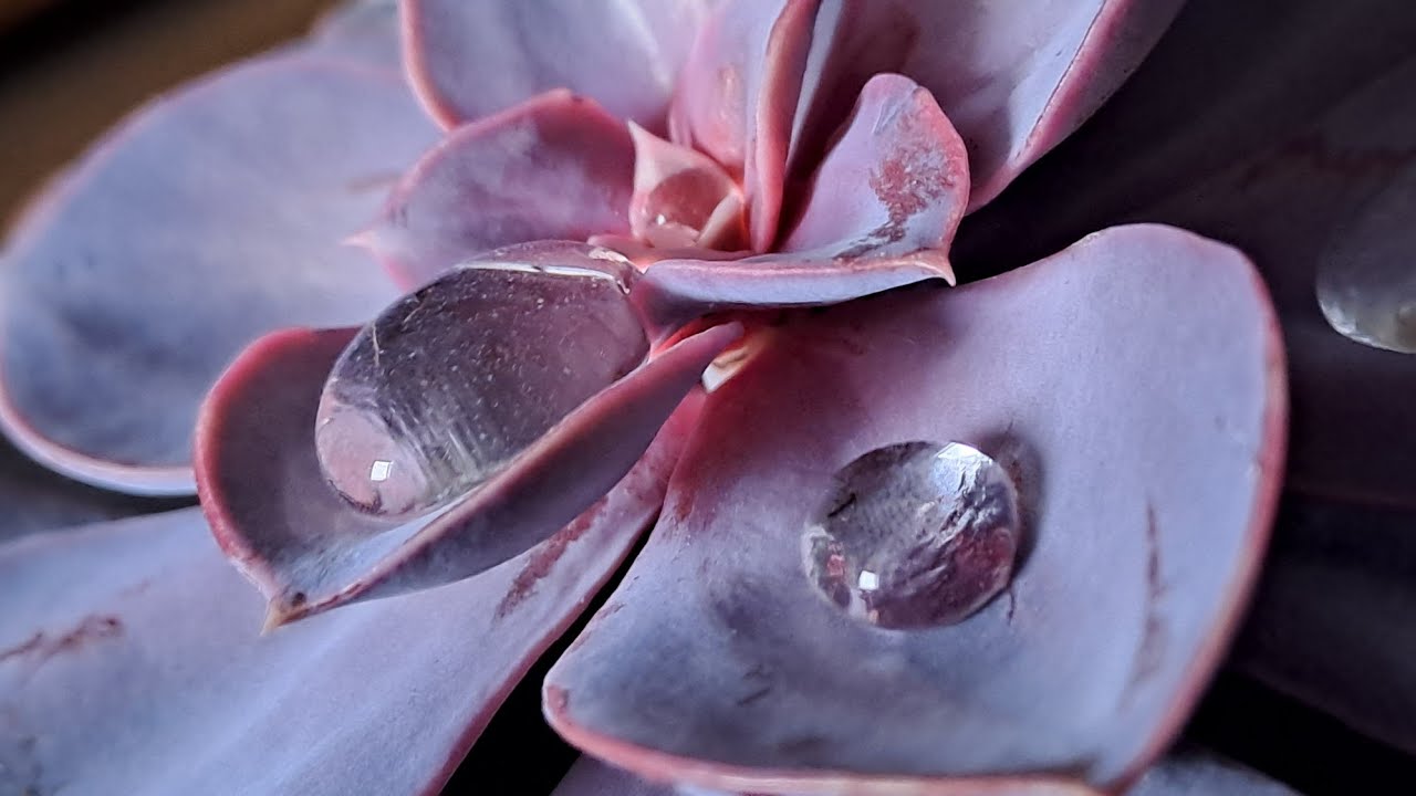 Sanftheit (Impuls 1)