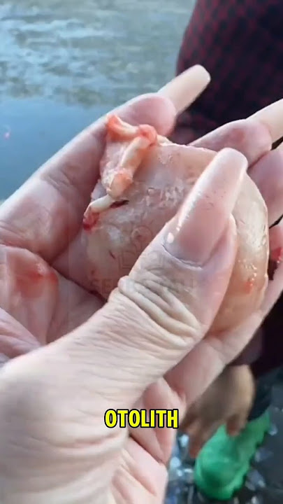 Batu Langka Ditemukan Di Kepala ikan