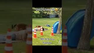 OUCH! decoy fail 😆 protection dog training 😛 what happened?