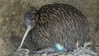 Kiwi burrow cam