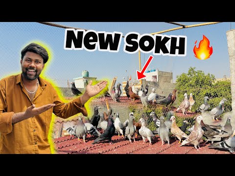 उड़ाने वाले कबूतरो का सोख 🔥| Dekh lo Sare Kabootar ❤️