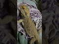 He’s my own personal dinosaur #BeardedDragon #PetDinosaur #cute pet. #Reptile. #lizard #reptilelife