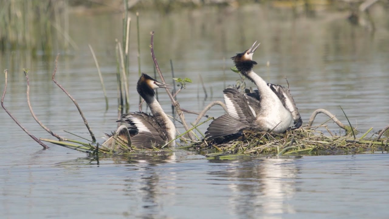 Types of Bird Nests -  Home Affairs: The Great Crested Grebes Build a Nest