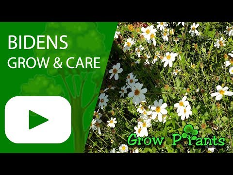 Bidens - grow & care