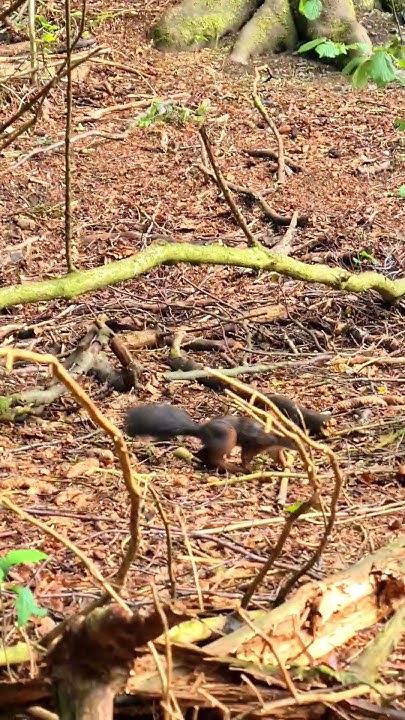 Ganz ganz oben am Waldsaum ein Reh mit Kitz (links) und natürlich die 