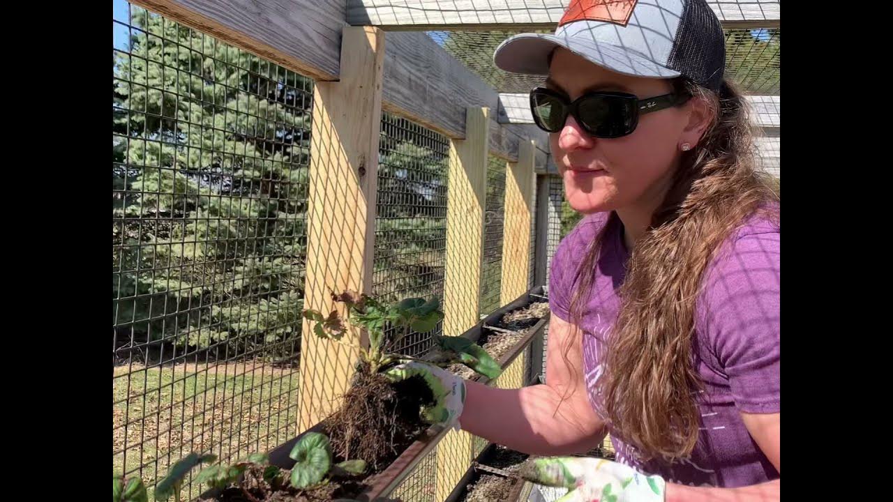 Growing Strawberries in Gutters YouTube