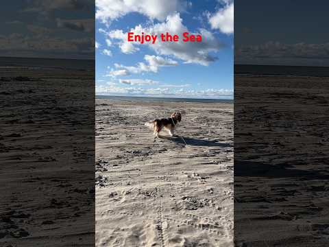 Enjoy the Seaside with Cavalier King Charles Spaniel 🌊🐾 | #petshorts