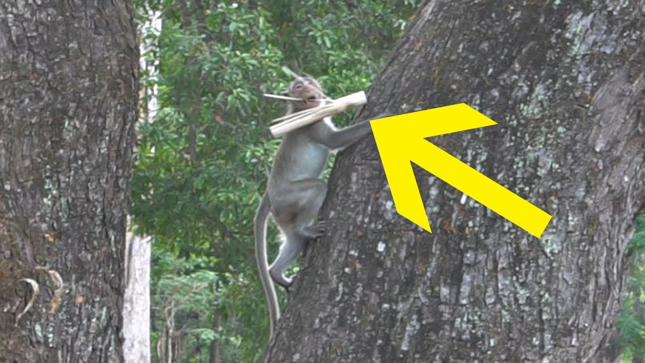 Monkey at Ankor thom temple