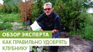 видео Какие удобрения вносить при осенней и весенней посадке клубники?