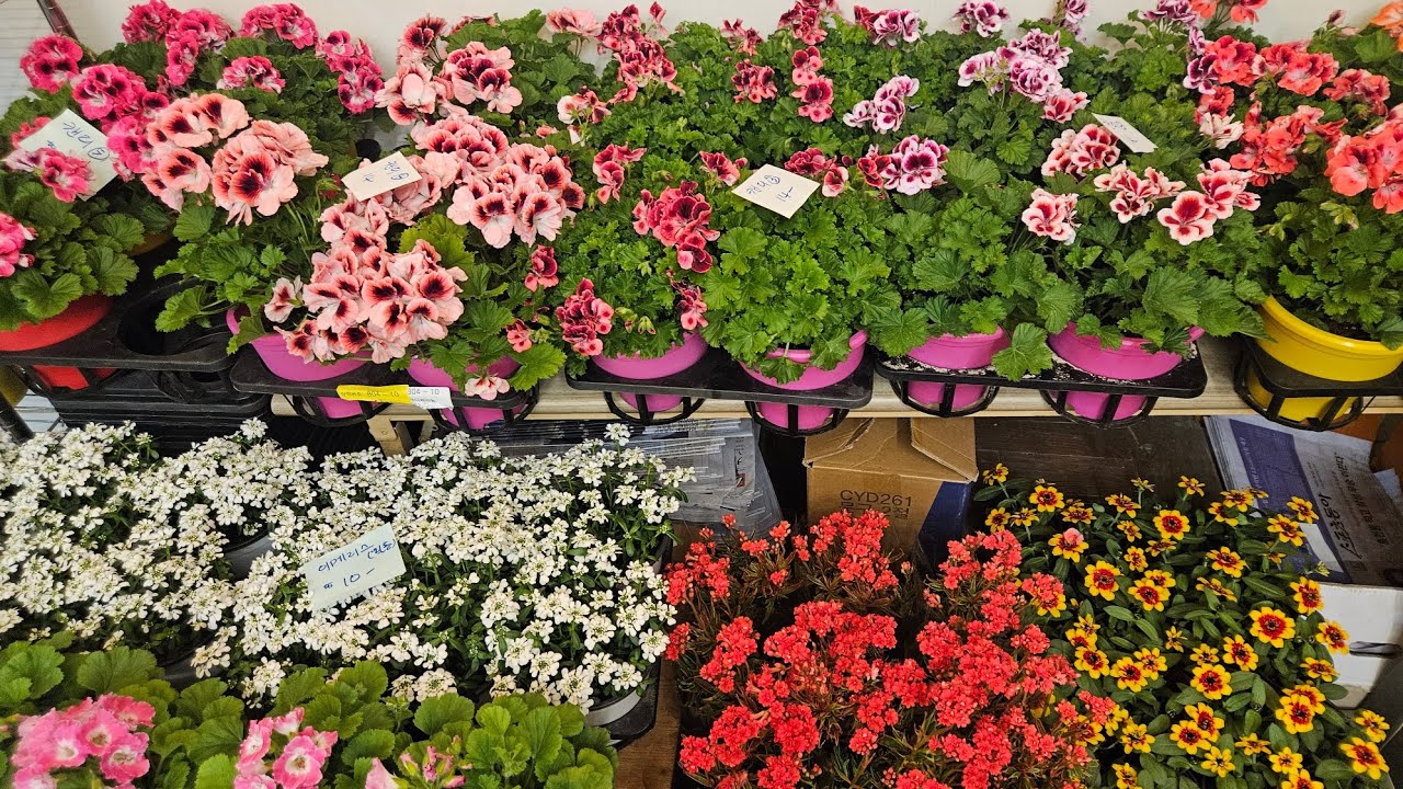 로뎀나무/2/25/문의010 5380 5008/캔디 8종/아라비스/이메리스/타란툴라/백일홍/다알리아/거베라/후큐샤 기타등