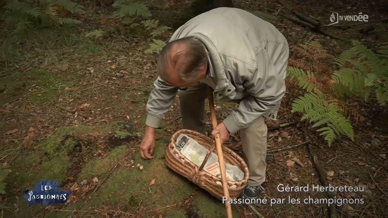 Les passionnés - les champignons