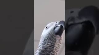 Parrot Samsung notification sound