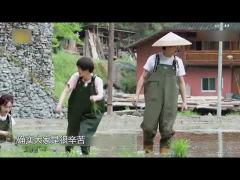 《向往的生活》彭彭拔萝卜被批，农民 长白毛为啥还拔？瞎胡闹！