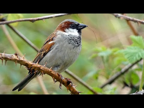 Bird Facts: The House Sparrow