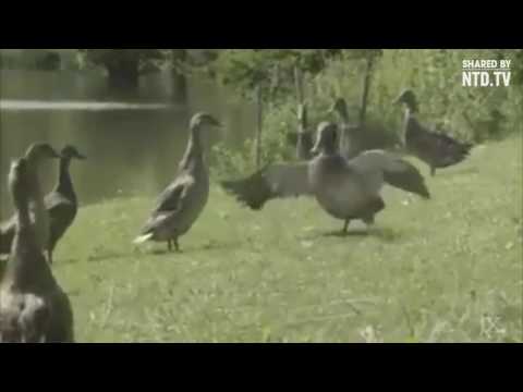 Duck Moves Like Michael Jackson