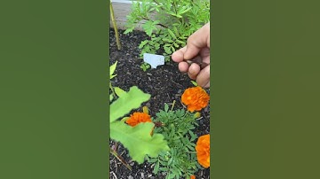 Deadheading Marigold spent blooms & saving for seeds #marigold #marigoldflowers #savingseeds #flower