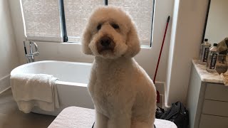 teddy bear face poodle