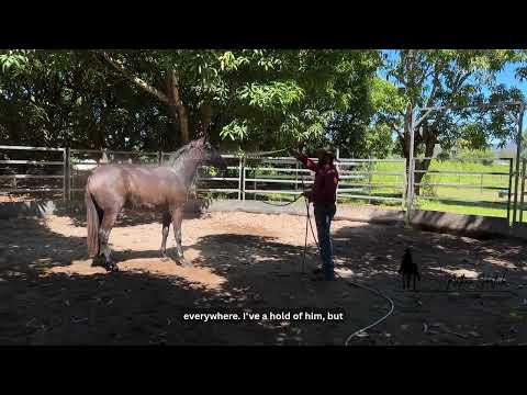 Washing a colt for the first time