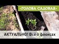 Голова садовая - АКТУАЛЬНО! Всё о флоксах