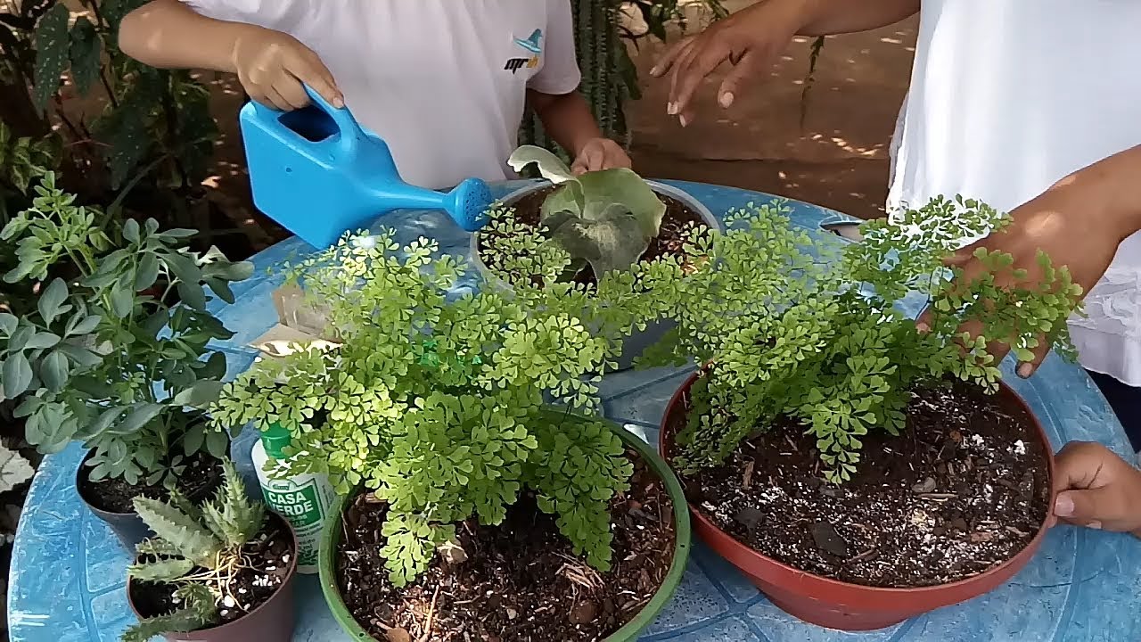 Preparando substrato para samambaias, renda portuguesa, chifre de veado e avencas...