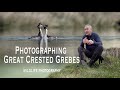 Wildlife Photography : Photographing Great Crested Grebes